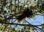 CostaRica06 - 029